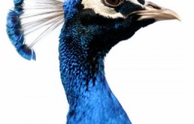 peacock proud